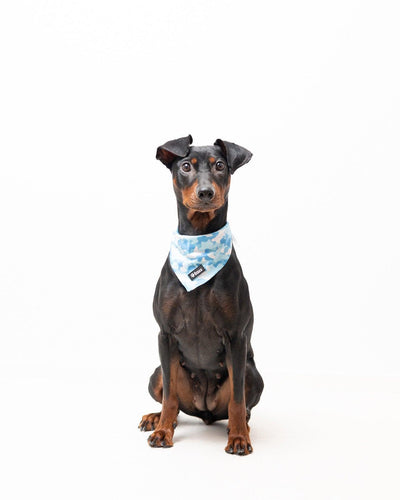 Bandana - Blue Camo - Tazz