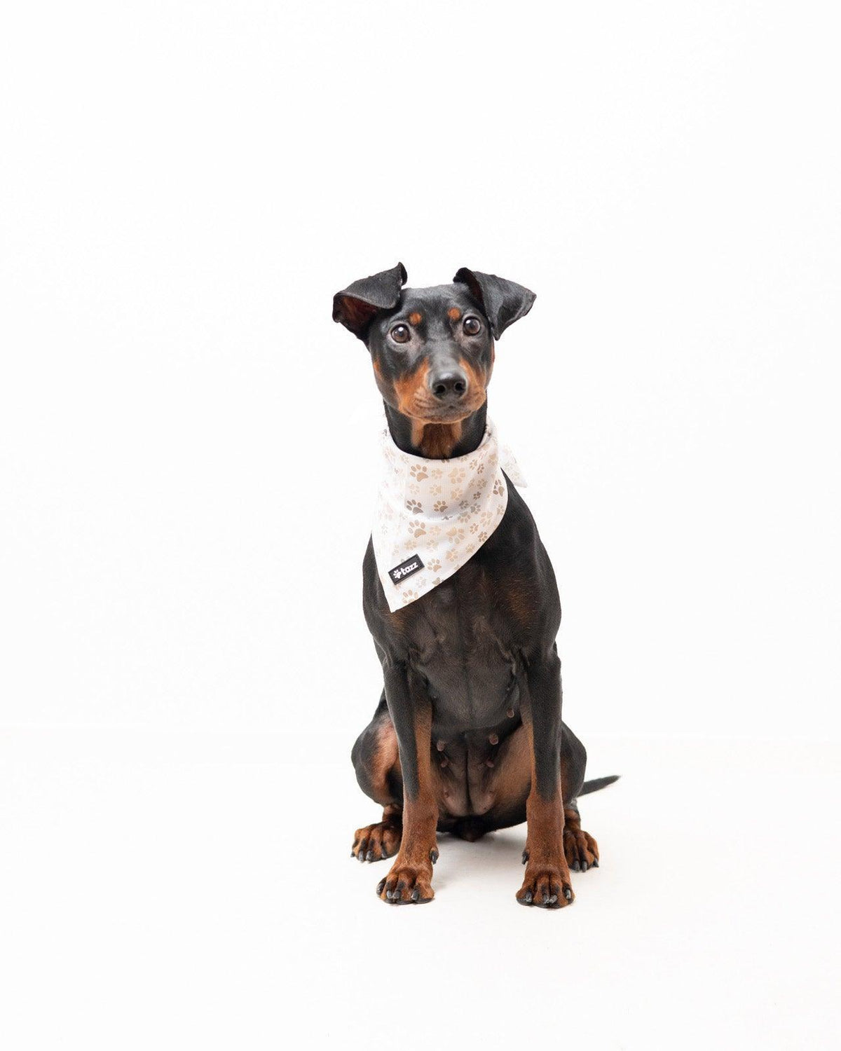 Bandana - Paws in Love - Tazz