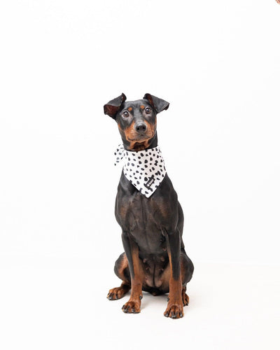 Bandana - Spots on Run - Tazz