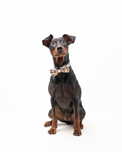 Fluga - Furburry - Tazz