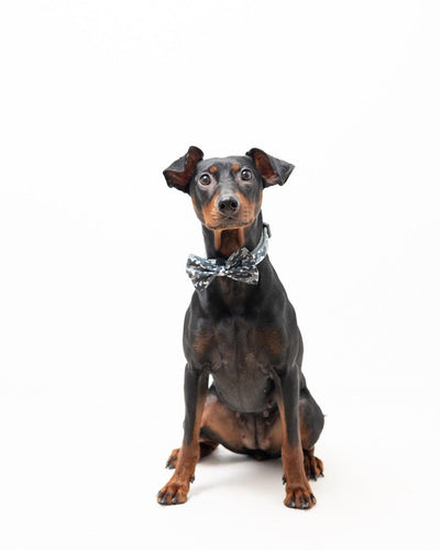 Fluga - Grey Camo - Tazz