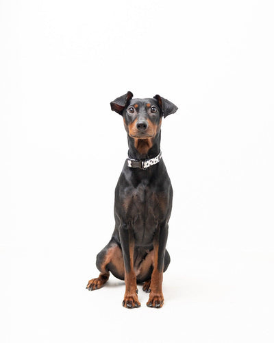 Halsband - Spots on Run - Tazz