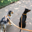 Mini Aussie och Mellanpinscher med Teddy koppel från Tazz