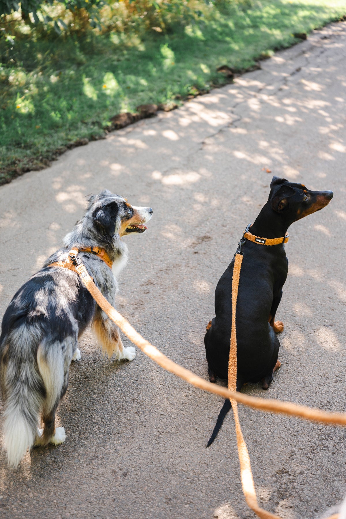 Mini Aussie och Mellanpinscher med Teddy koppel från Tazz