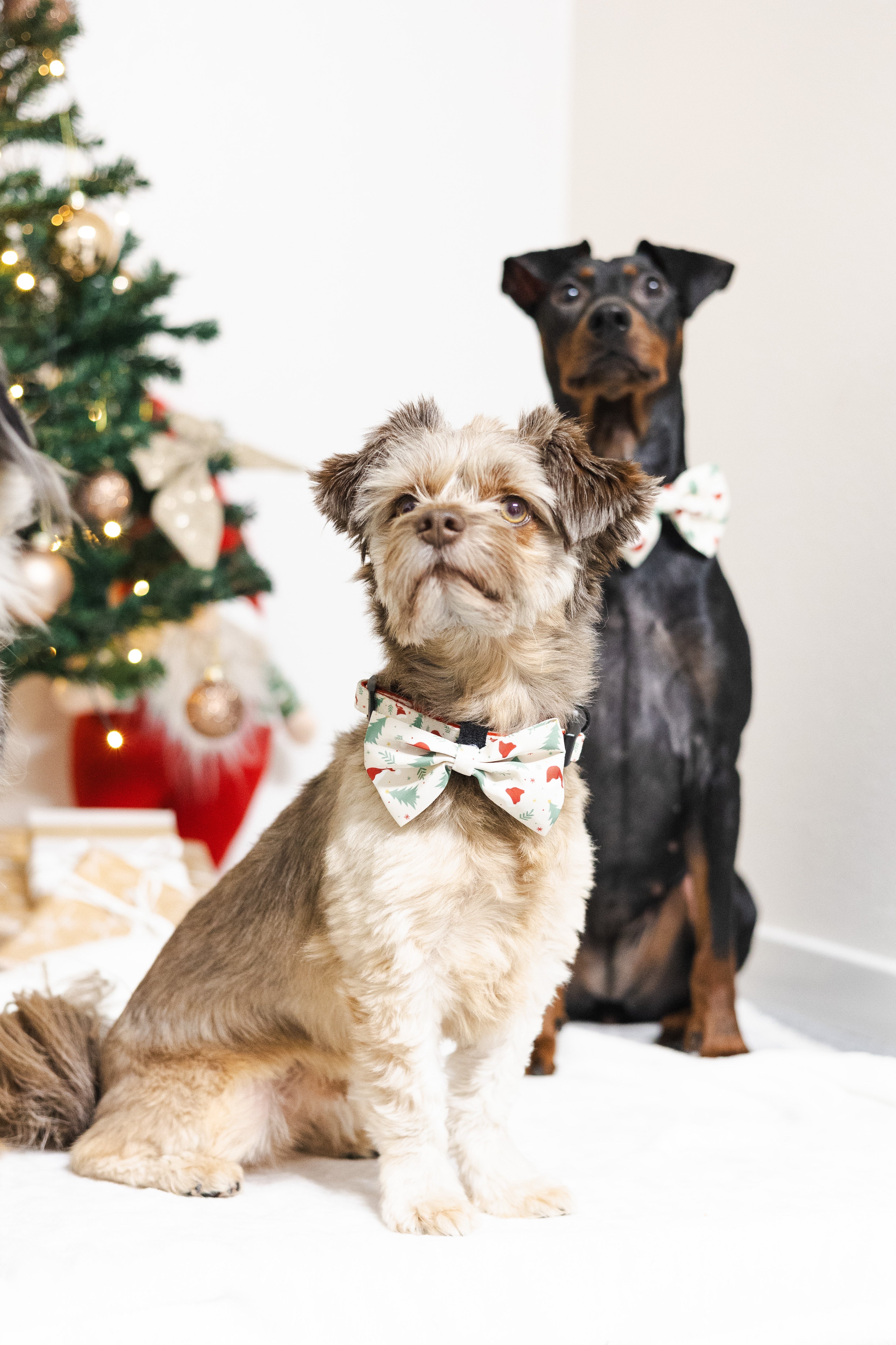 Hund med matchande hundfluga från Tazz