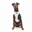 Mellanpinscher i Everglow hundsele