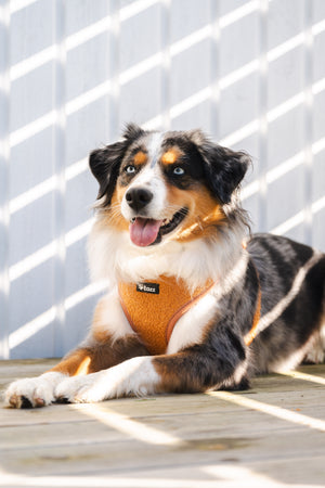 Mini Aussie med en Teddy sele från Tazz