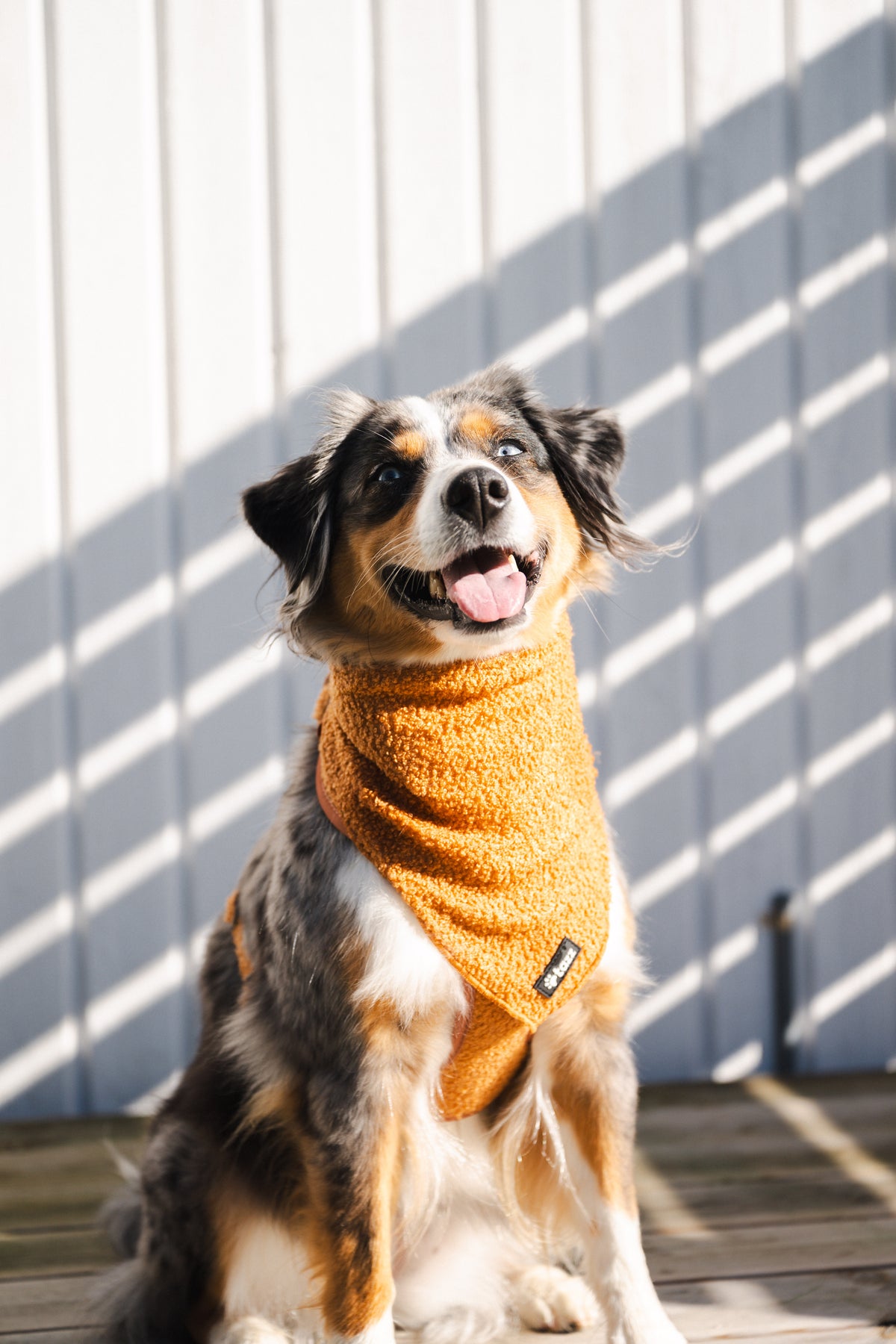 En Mini Aussie med en Teddy bandana från Tazz