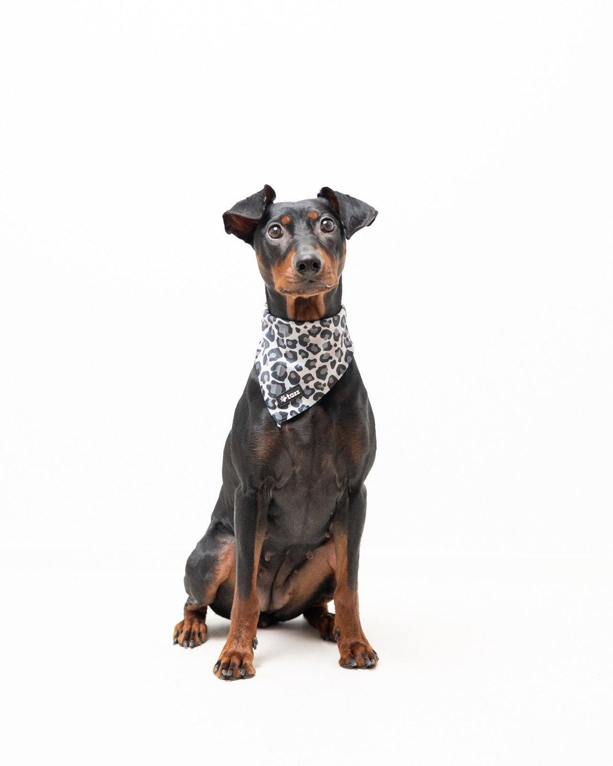 Bandana - Dark Leo - Tazz