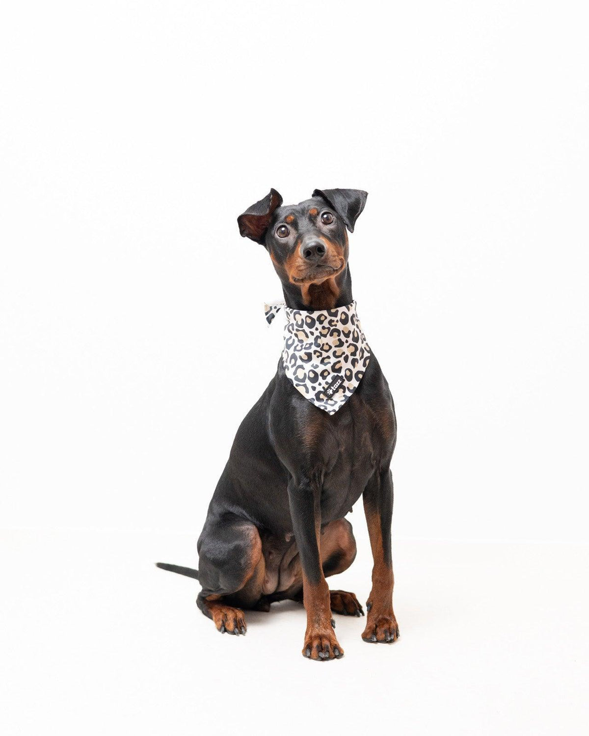 Bandana - Just Leo - Tazz