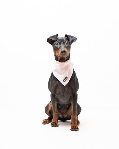 Bandana - Pink Flower - Tazz