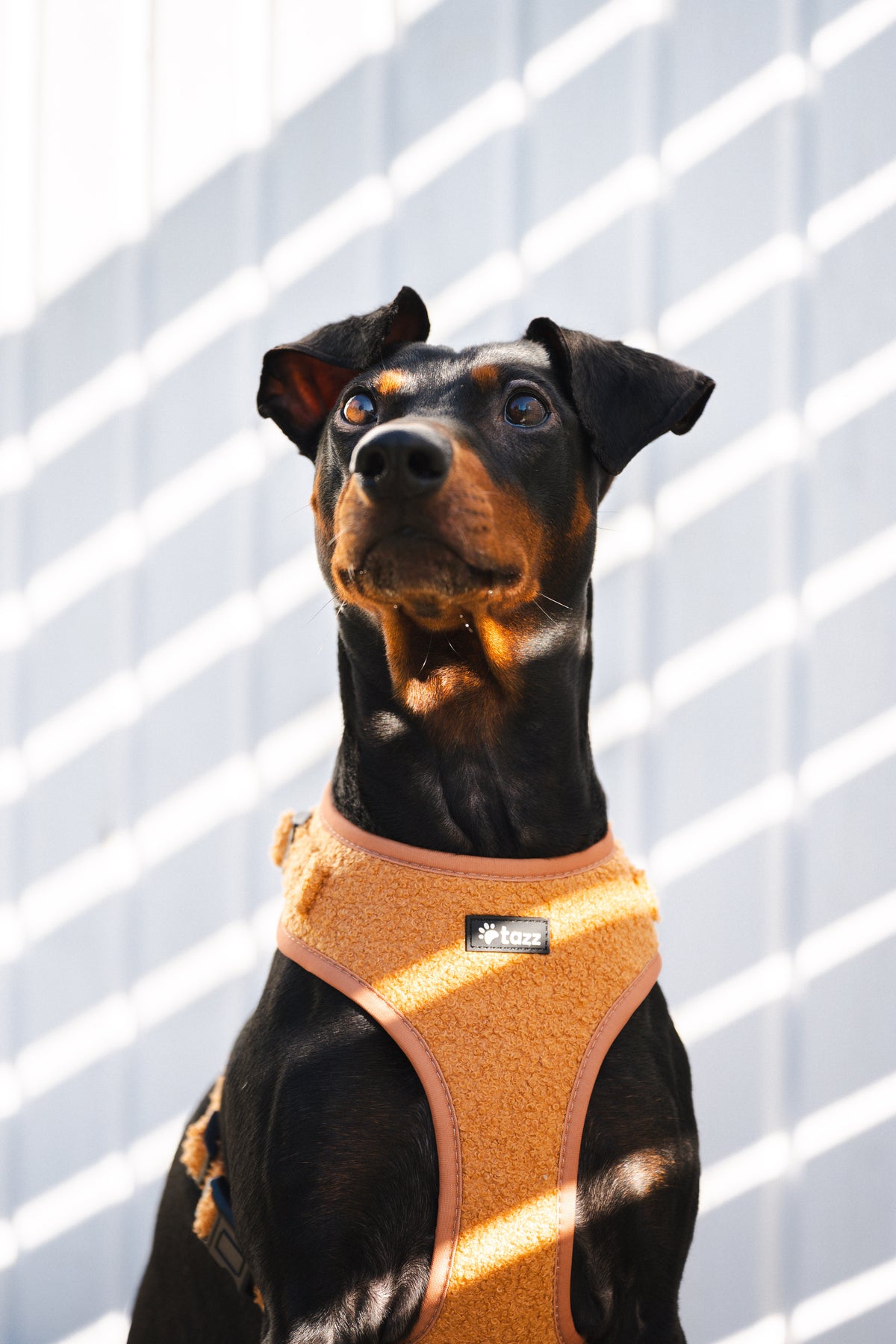 Mellanpinscher bär en Teddy sele från Tazz