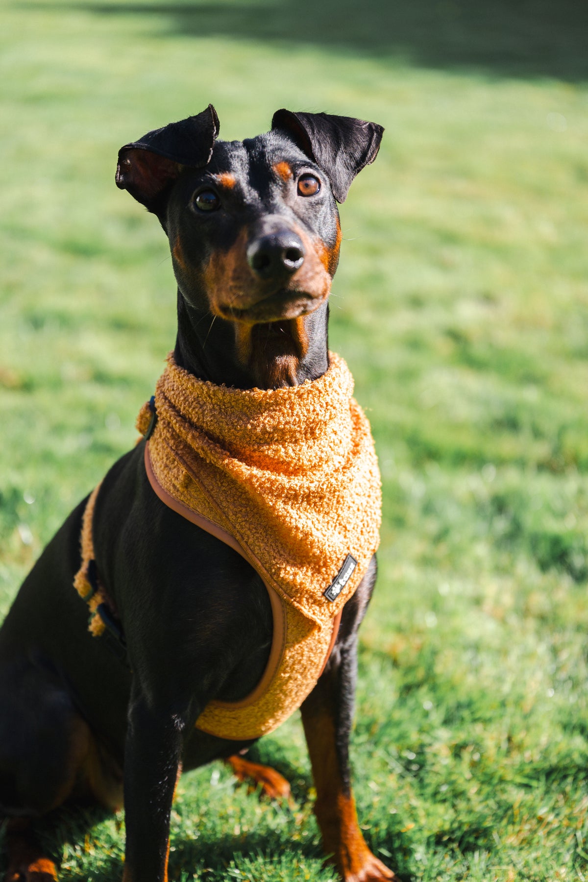 En Mellanpinscher sitter med Teddy bandana och sele från Tazz