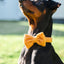 Mellanpinscher med en Teddy fluga och halsband från Tazz